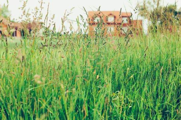 Tall Grass Cutting in Minneapolis