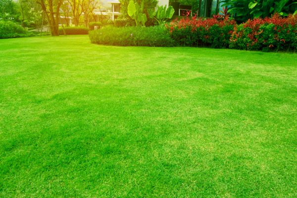 Grass Maintenance in Minneapolis