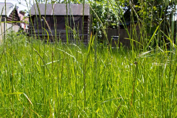 Overgrown Lawn Trimming in Minneapolis