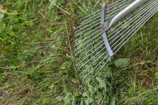 Thatch Raking in Minneapolis