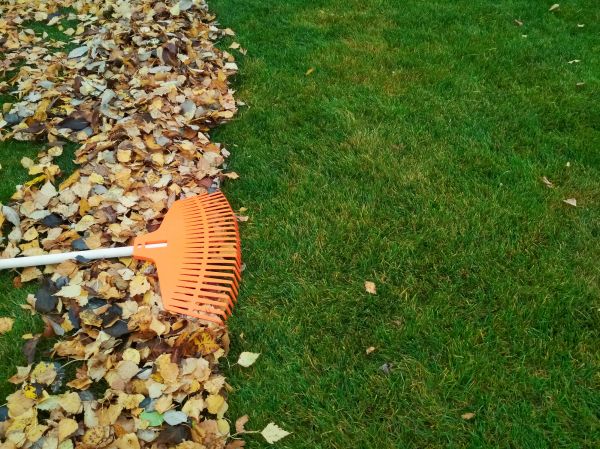 Fall Lawn Care in Minneapolis